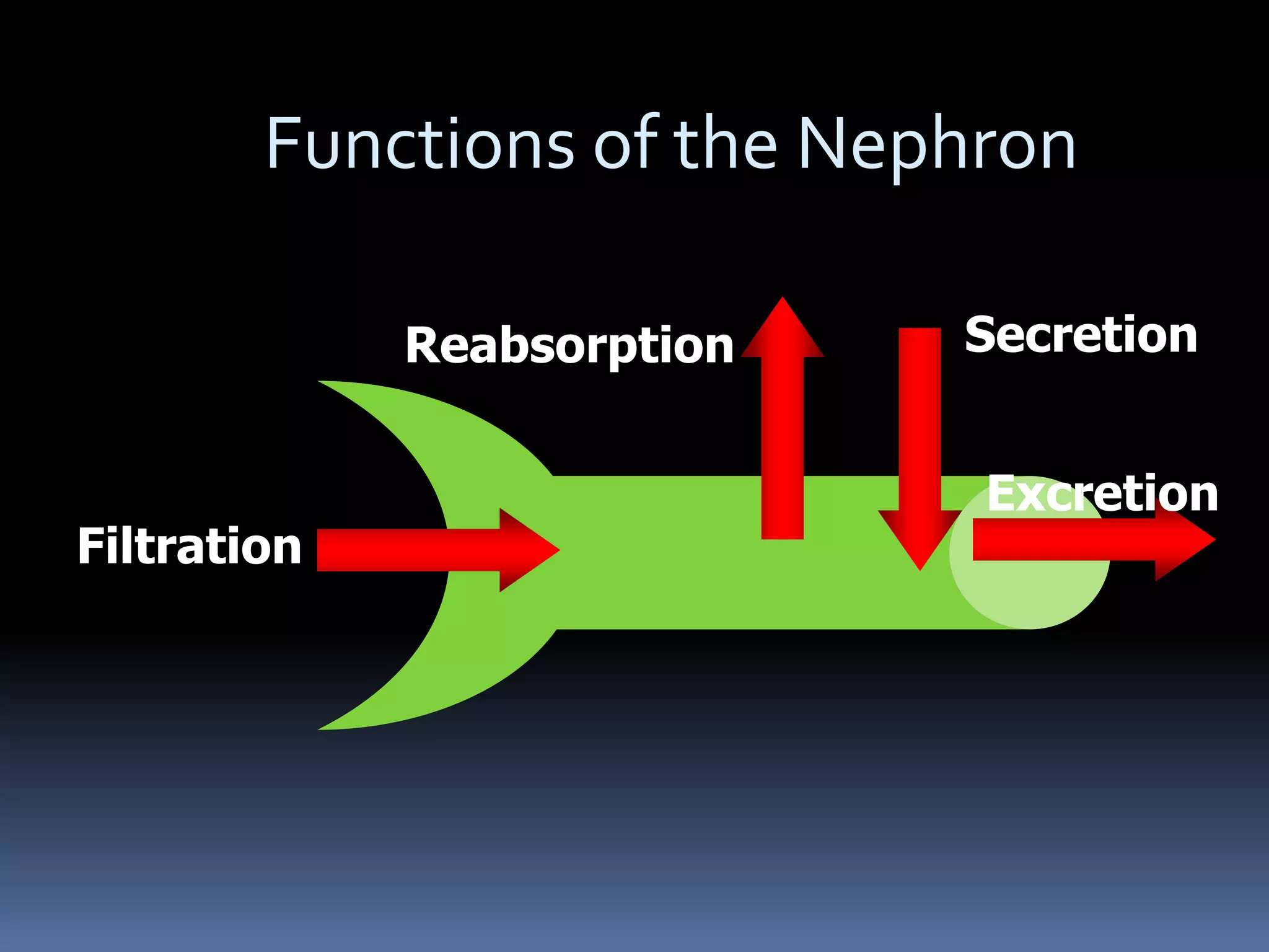 Functions of the Nephron
Filtration
Reabsorption Secretion
Excretion
 