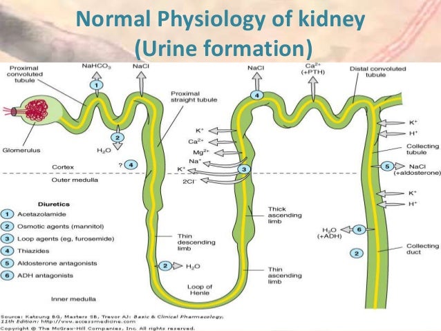 formation of urine formation of urine