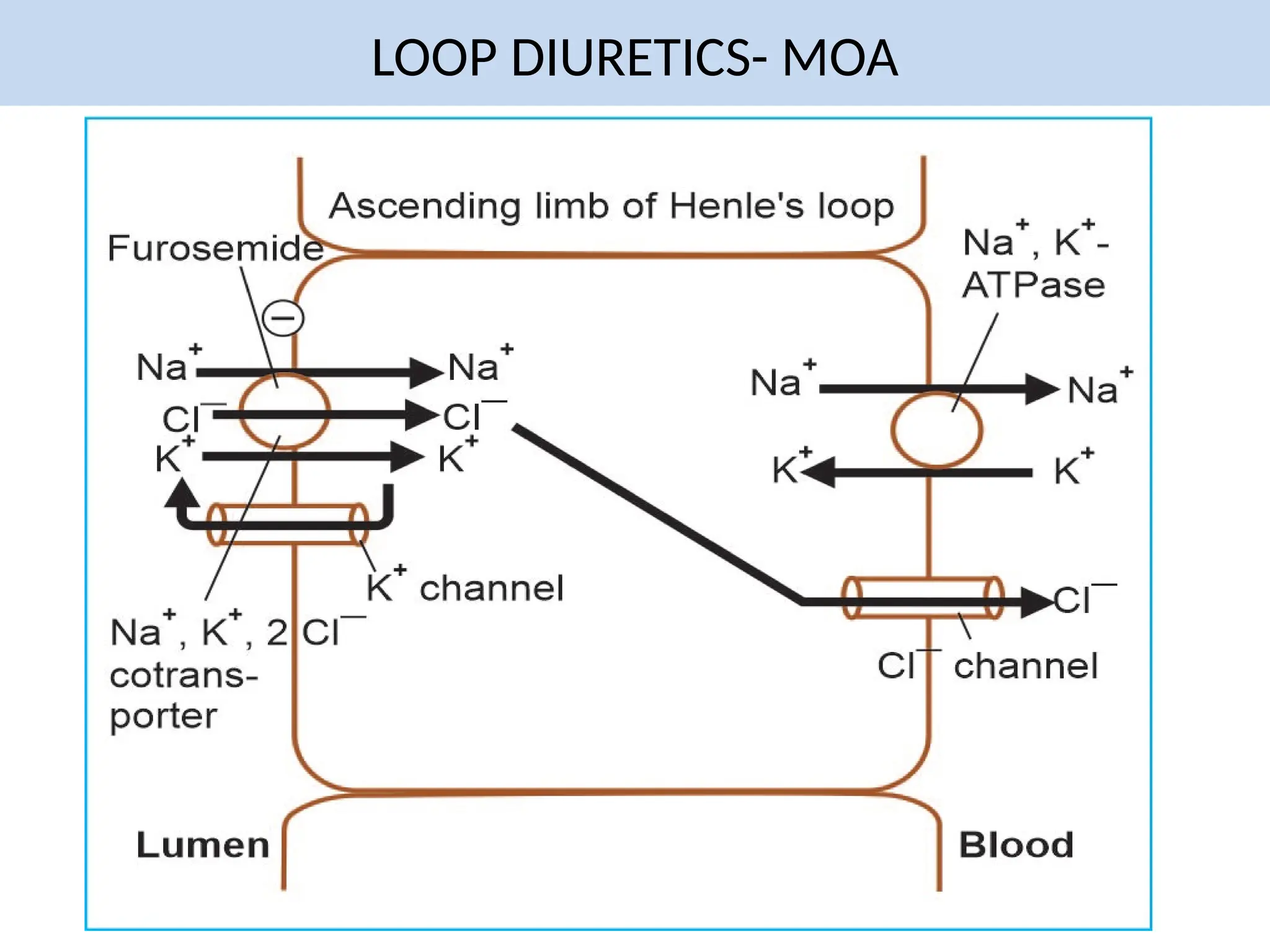 LOOP DIURETICS- MOA
 