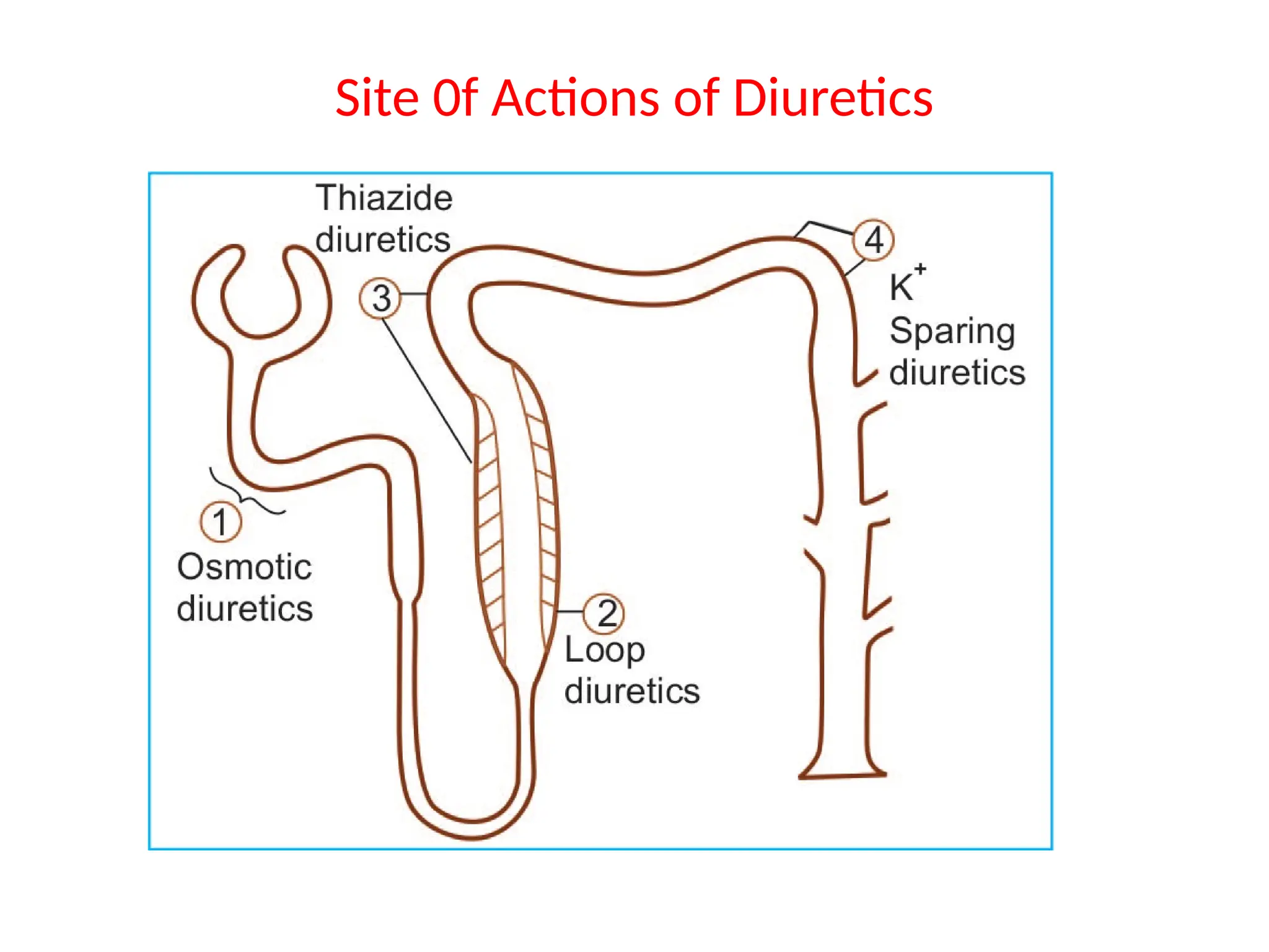 Site 0f Actions of Diuretics
 