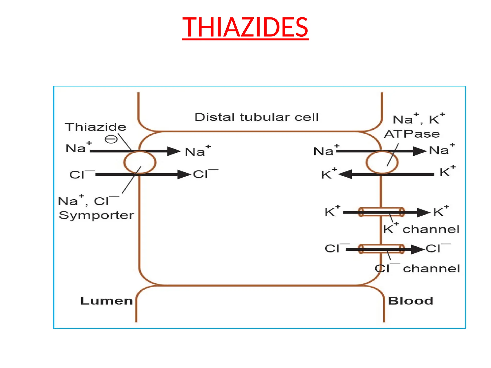 THIAZIDES
 