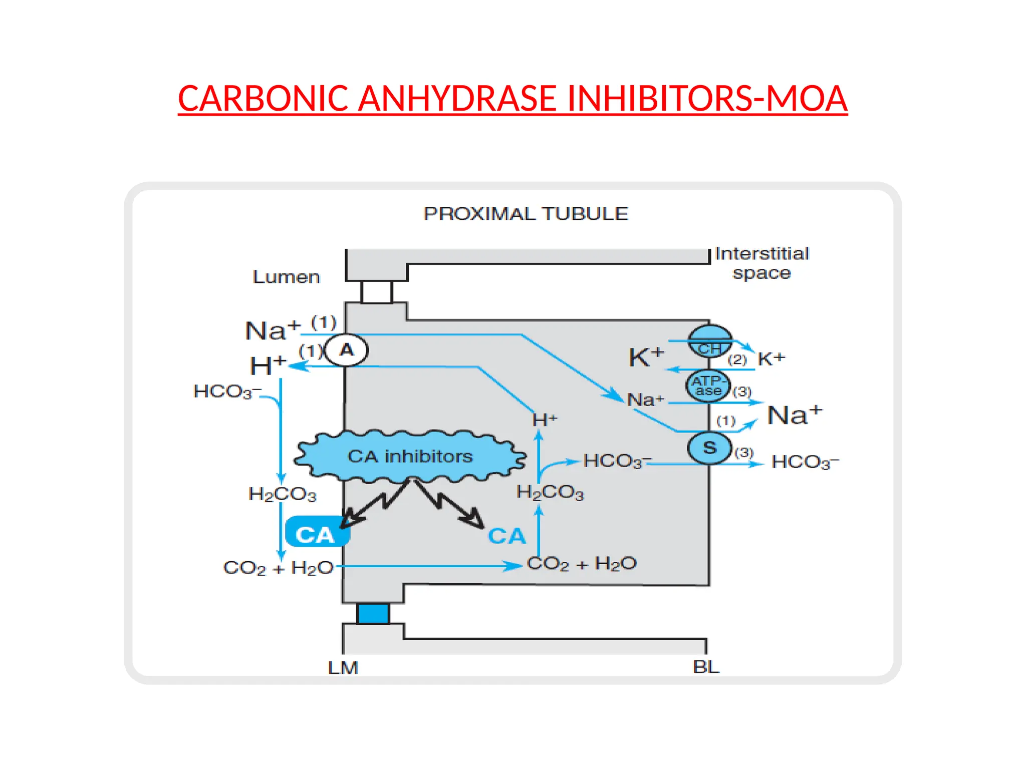 CARBONIC ANHYDRASE INHIBITORS-MOA
 