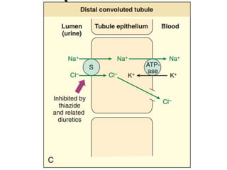 Diuretics | PPTX