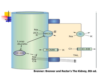 Brenner: Brenner and Rector's The Kidney, 8th ed.
 