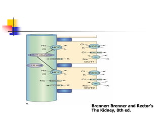 Brenner: Brenner and Rector's
The Kidney, 8th ed.
 