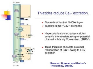 Thiazides reduce Ca2+ excretion.

     Blockade of luminal NaCl entry—
     basolateral Na+/Ca2+ exchange

     Hyperpolarization increases calcium
      entry via the transient receptor potential
      channel subfamily V, member 5 (TRPV5)

     Third, thiazides stimulate proximal
      reabsorption of Ca2+ owing to ECV
      depletion



           Brenner: Brenner and Rector's
           The Kidney, 8th ed.
 