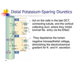 Distal Potassium-Sparing Diuretics

             Act on the cells in the late DCT,
              connecting tubule, and the cortical
              collecting duct, where they inhibit
              luminal Na+ entry via the ENaC .

             They depolarize the lumen-
              negative transepithelial voltage,
              diminishing the electrochemical
              gradient for K+ and H+ secretion.
 