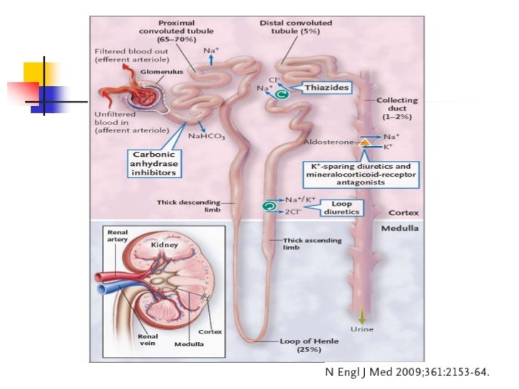 Potassium Sparing Diuretics And Ace Inhibitors