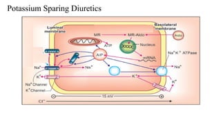 DIURETICS and its Classification, mechanism of action | PPTX
