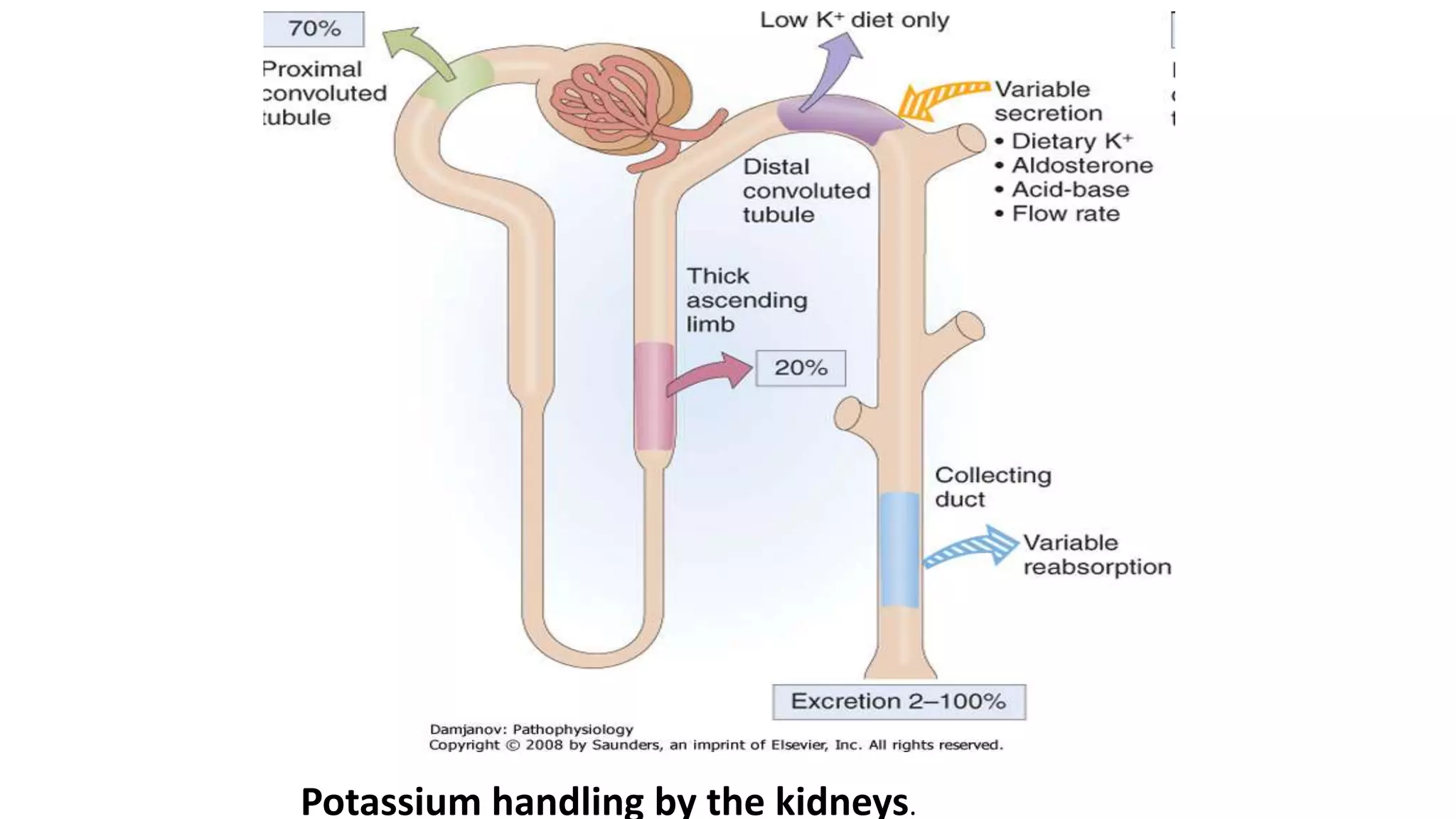 Potassium handling by the kidneys.
 