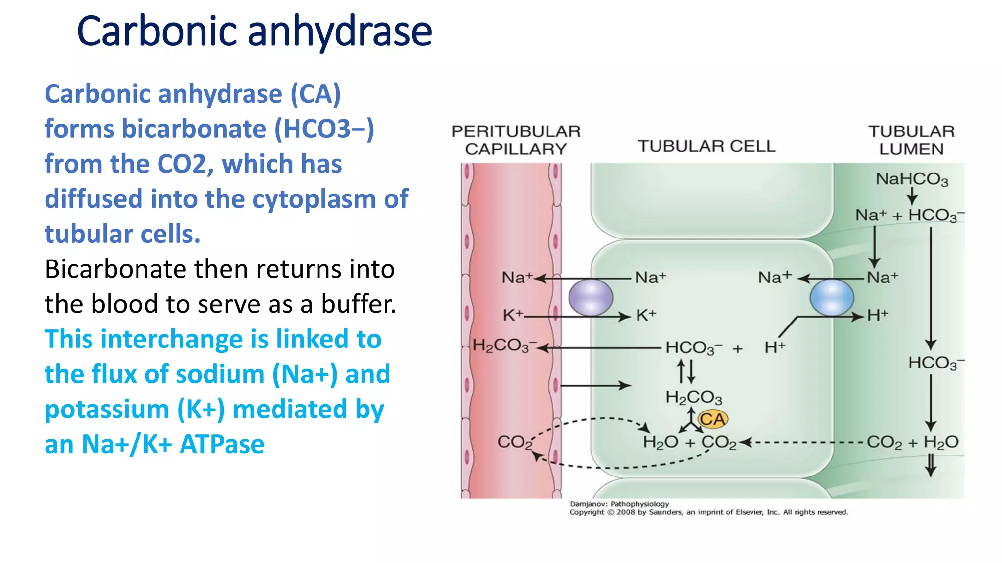 Carbonic anhydrase
Carbonic anhydrase (CA)
forms bicarbonate (HCO3−)
from the CO2, which has
diffused into the cytoplasm of
tubular cells.
Bicarbonate then returns into
the blood to serve as a buffer.
This interchange is linked to
the flux of sodium (Na+) and
potassium (K+) mediated by
an Na+/K+ ATPase
 