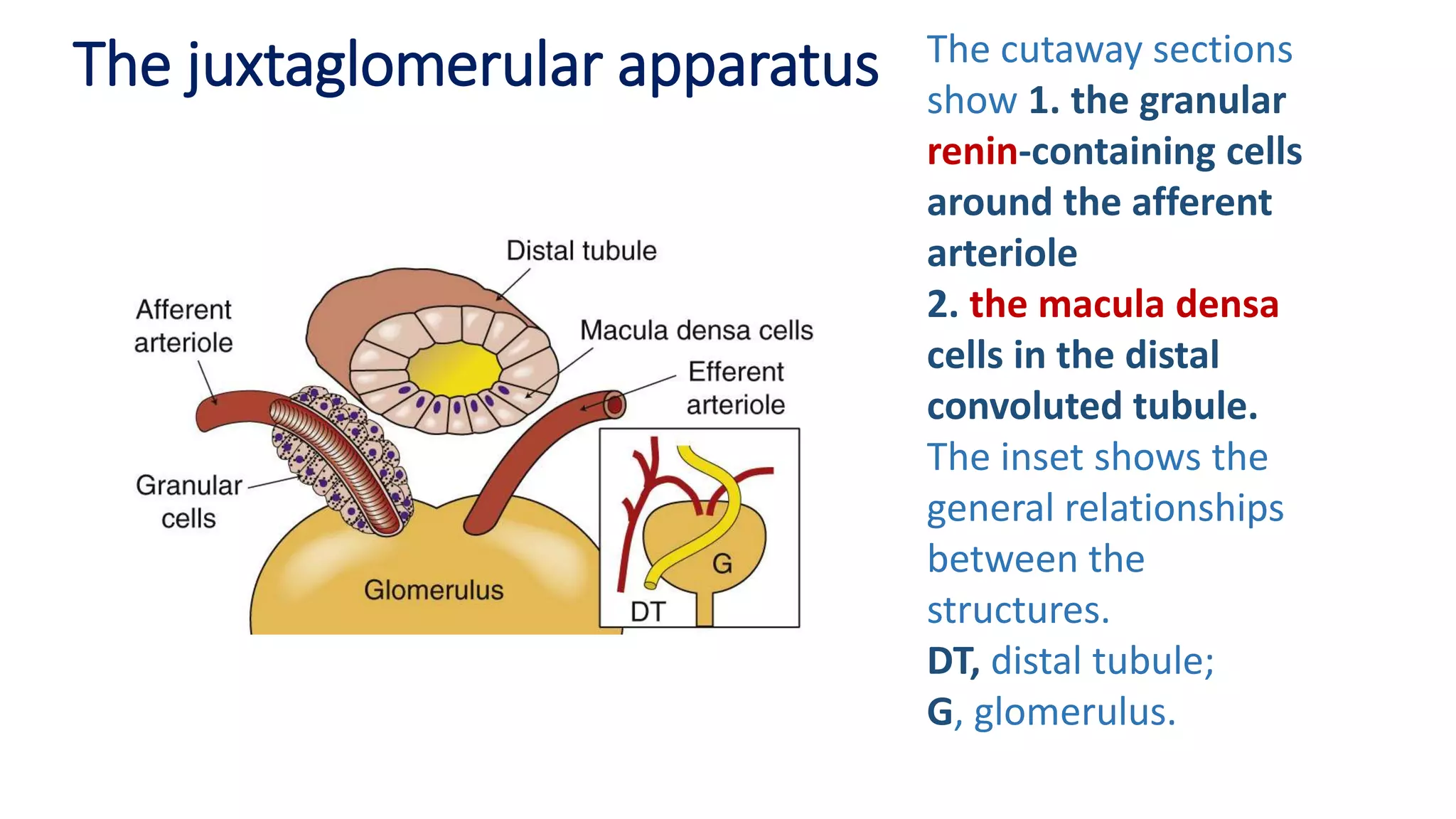 The juxtaglomerular apparatus The cutaway sections
show 1. the granular
renin-containing cells
around the afferent
arteriole
2. the macula densa
cells in the distal
convoluted tubule.
The inset shows the
general relationships
between the
structures.
DT, distal tubule;
G, glomerulus.
 