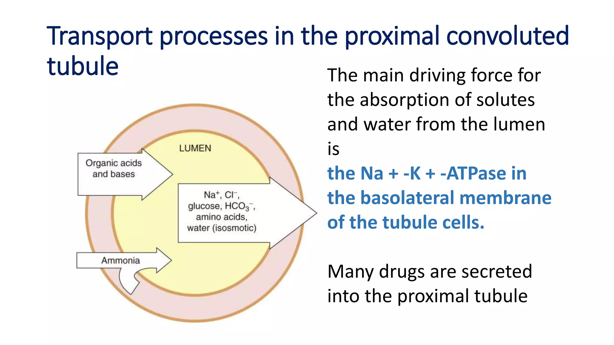 Transport processes in the proximal convoluted
tubule The main driving force for
the absorption of solutes
and water from the lumen
is
the Na + -K + -ATPase in
the basolateral membrane
of the tubule cells.
Many drugs are secreted
into the proximal tubule
 