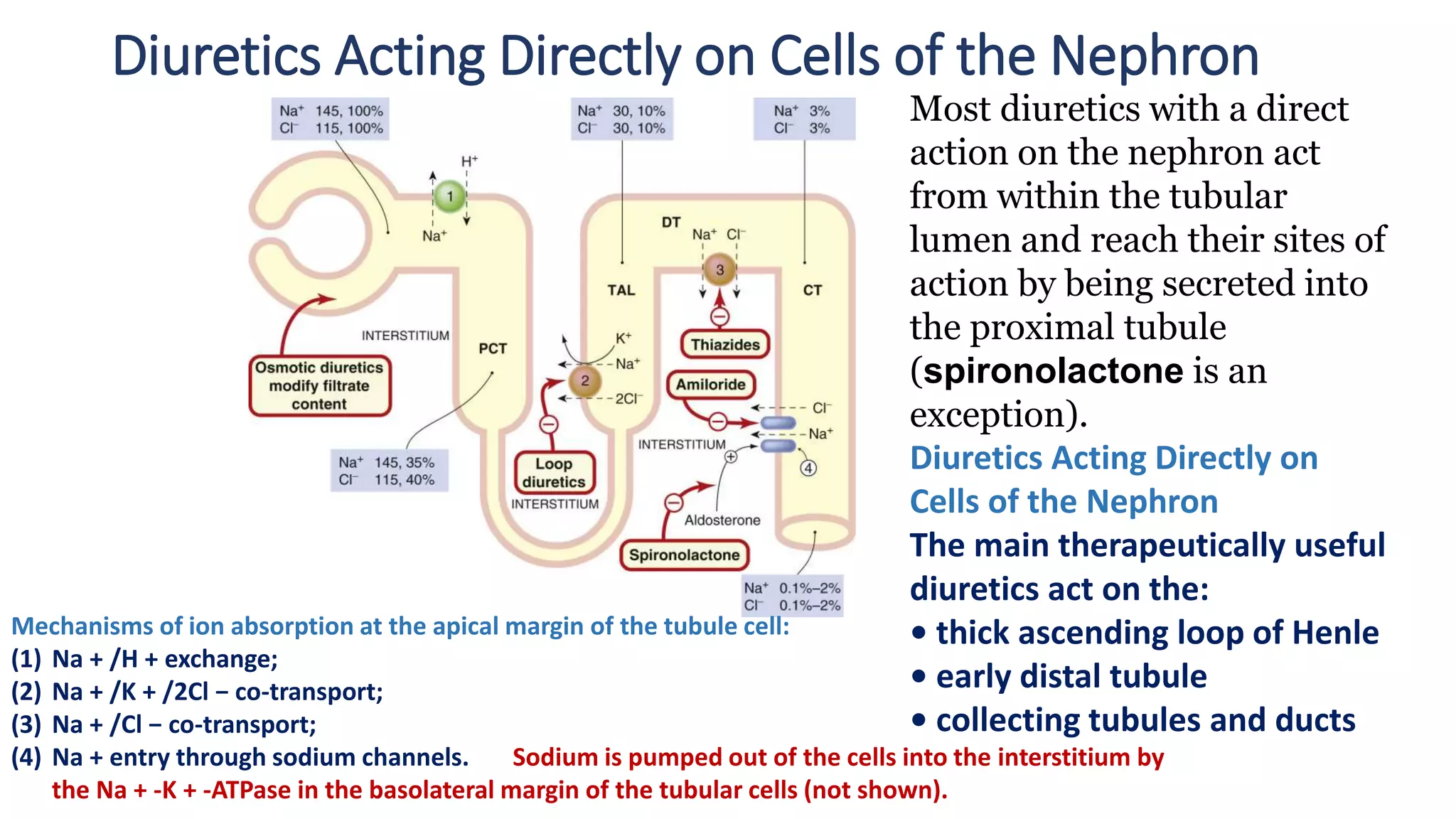 Diuretics Acting Directly on Cells of the Nephron
Most diuretics with a direct
action on the nephron act
from within the tubular
lumen and reach their sites of
action by being secreted into
the proximal tubule
(spironolactone is an
exception).
Diuretics Acting Directly on
Cells of the Nephron
The main therapeutically useful
diuretics act on the:
• thick ascending loop of Henle
• early distal tubule
• collecting tubules and ducts
Mechanisms of ion absorption at the apical margin of the tubule cell:
(1) Na + /H + exchange;
(2) Na + /K + /2Cl − co-transport;
(3) Na + /Cl − co-transport;
(4) Na + entry through sodium channels. Sodium is pumped out of the cells into the interstitium by
the Na + -K + -ATPase in the basolateral margin of the tubular cells (not shown).
 