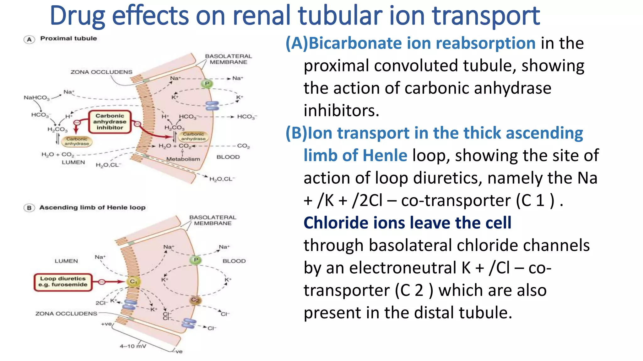 Drug effects on renal tubular ion transport
(A)Bicarbonate ion reabsorption in the
proximal convoluted tubule, showing
the action of carbonic anhydrase
inhibitors.
(B)Ion transport in the thick ascending
limb of Henle loop, showing the site of
action of loop diuretics, namely the Na
+ /K + /2Cl – co-transporter (C 1 ) .
Chloride ions leave the cell
through basolateral chloride channels
by an electroneutral K + /Cl – co-
transporter (C 2 ) which are also
present in the distal tubule.
 