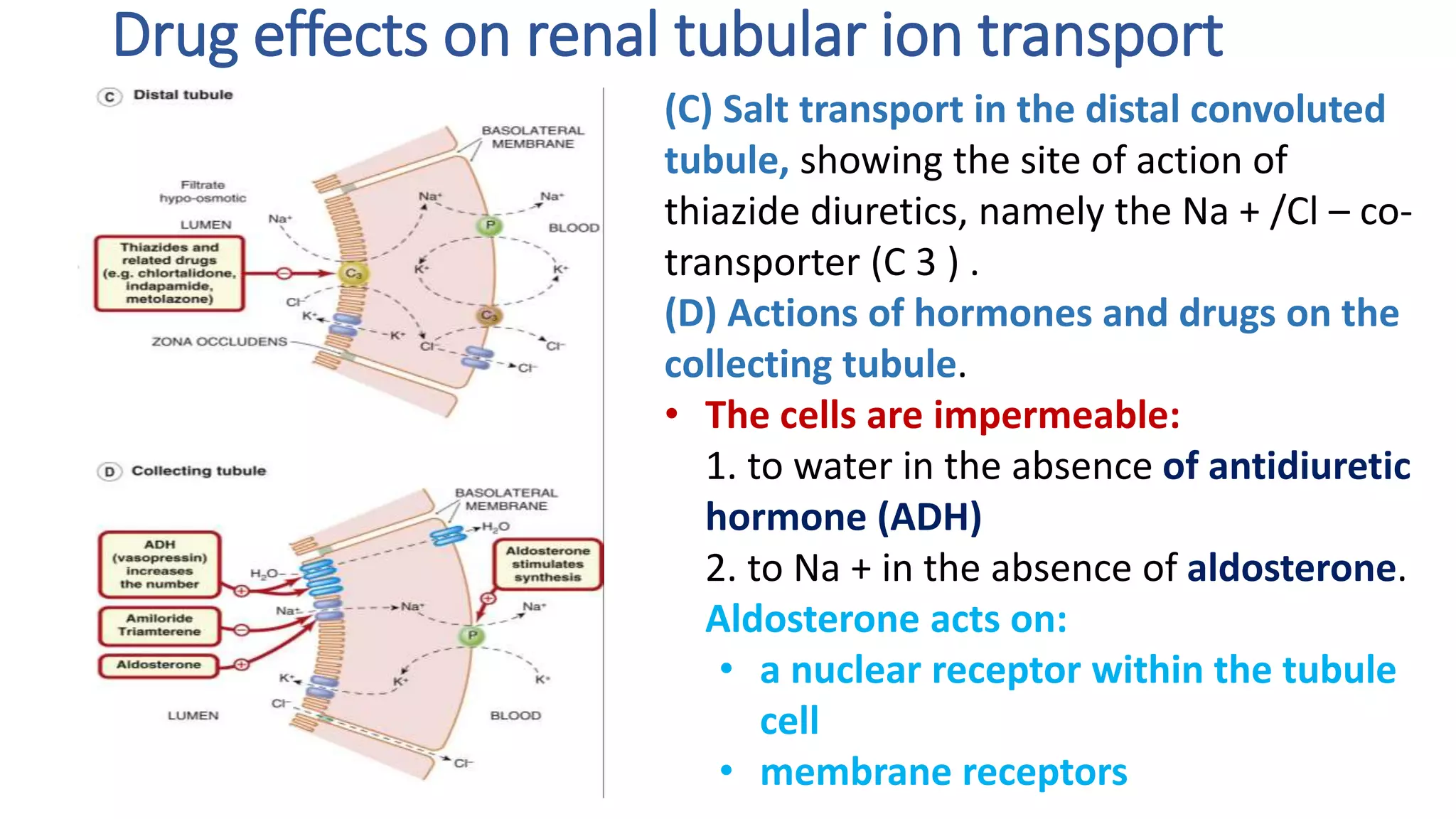 Drug effects on renal tubular ion transport
(C) Salt transport in the distal convoluted
tubule, showing the site of action of
thiazide diuretics, namely the Na + /Cl – co-
transporter (C 3 ) .
(D) Actions of hormones and drugs on the
collecting tubule.
• The cells are impermeable:
1. to water in the absence of antidiuretic
hormone (ADH)
2. to Na + in the absence of aldosterone.
Aldosterone acts on:
• a nuclear receptor within the tubule
cell
• membrane receptors
 