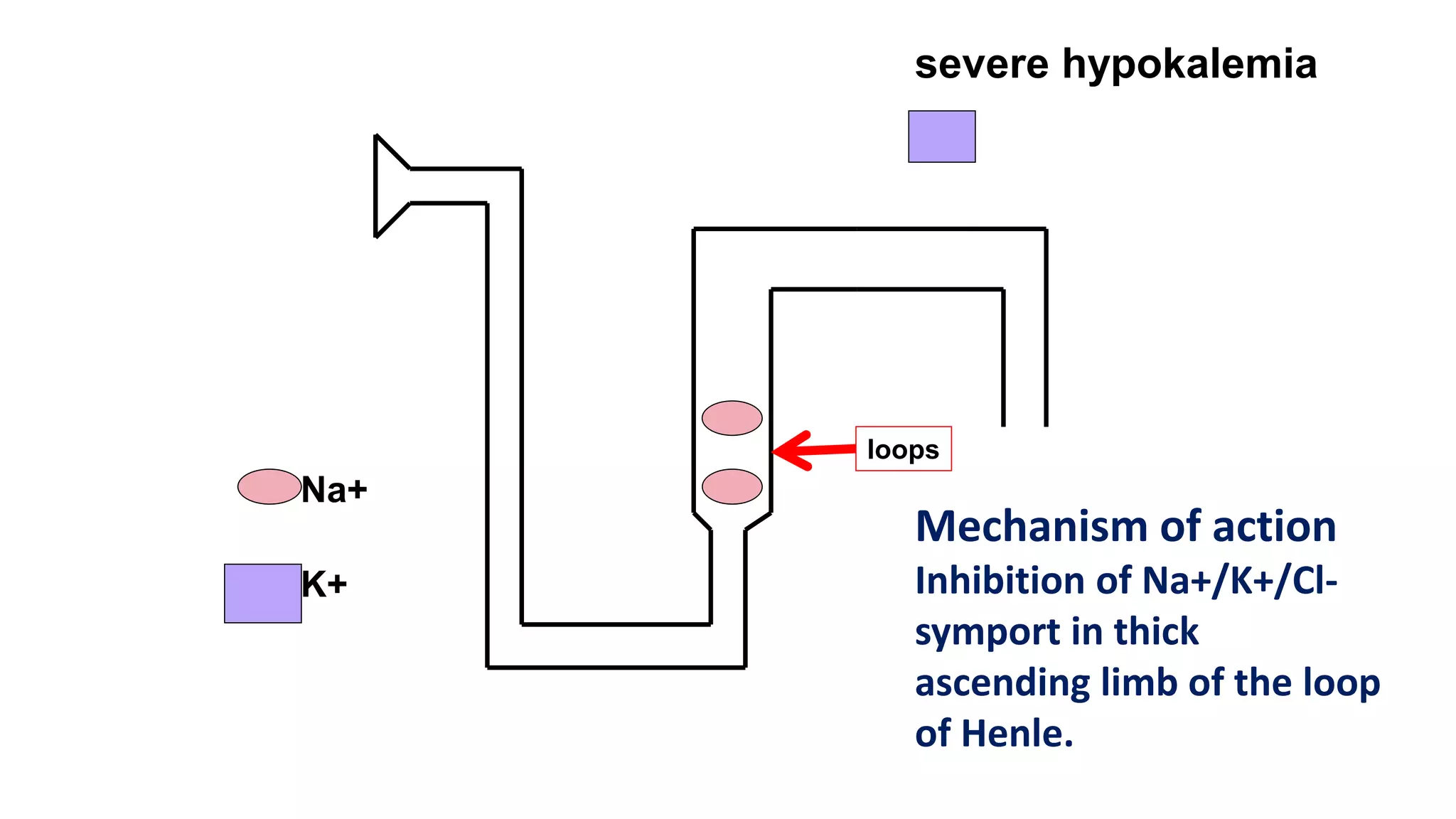 Na+
K+
loops
severe hypokalemia
Mechanism of action
Inhibition of Na+/K+/Cl-
symport in thick
ascending limb of the loop
of Henle.
 
