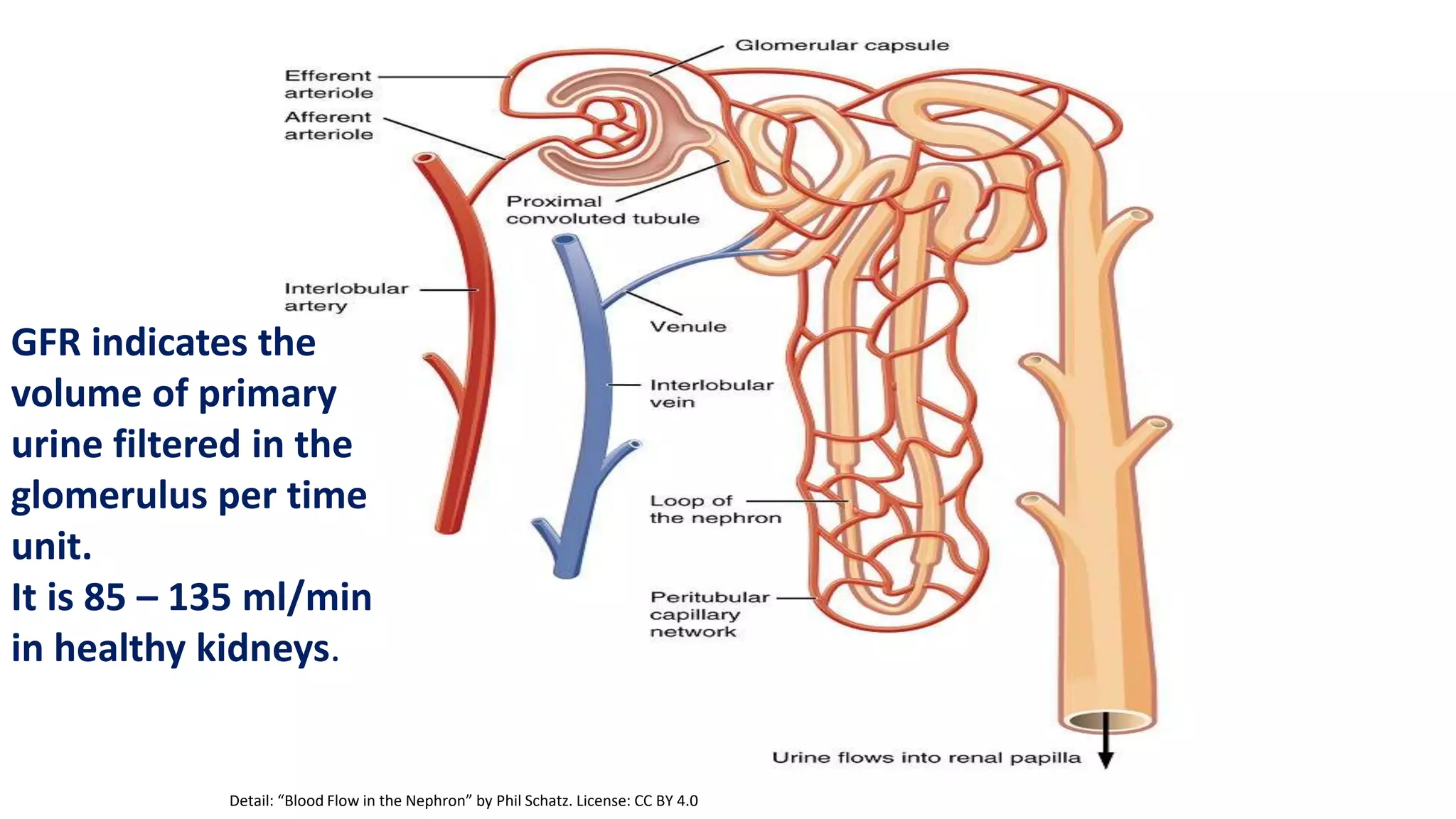 Detail: “Blood Flow in the Nephron” by Phil Schatz. License: CC BY 4.0
GFR indicates the
volume of primary
urine filtered in the
glomerulus per time
unit.
It is 85 – 135 ml/min
in healthy kidneys.
 