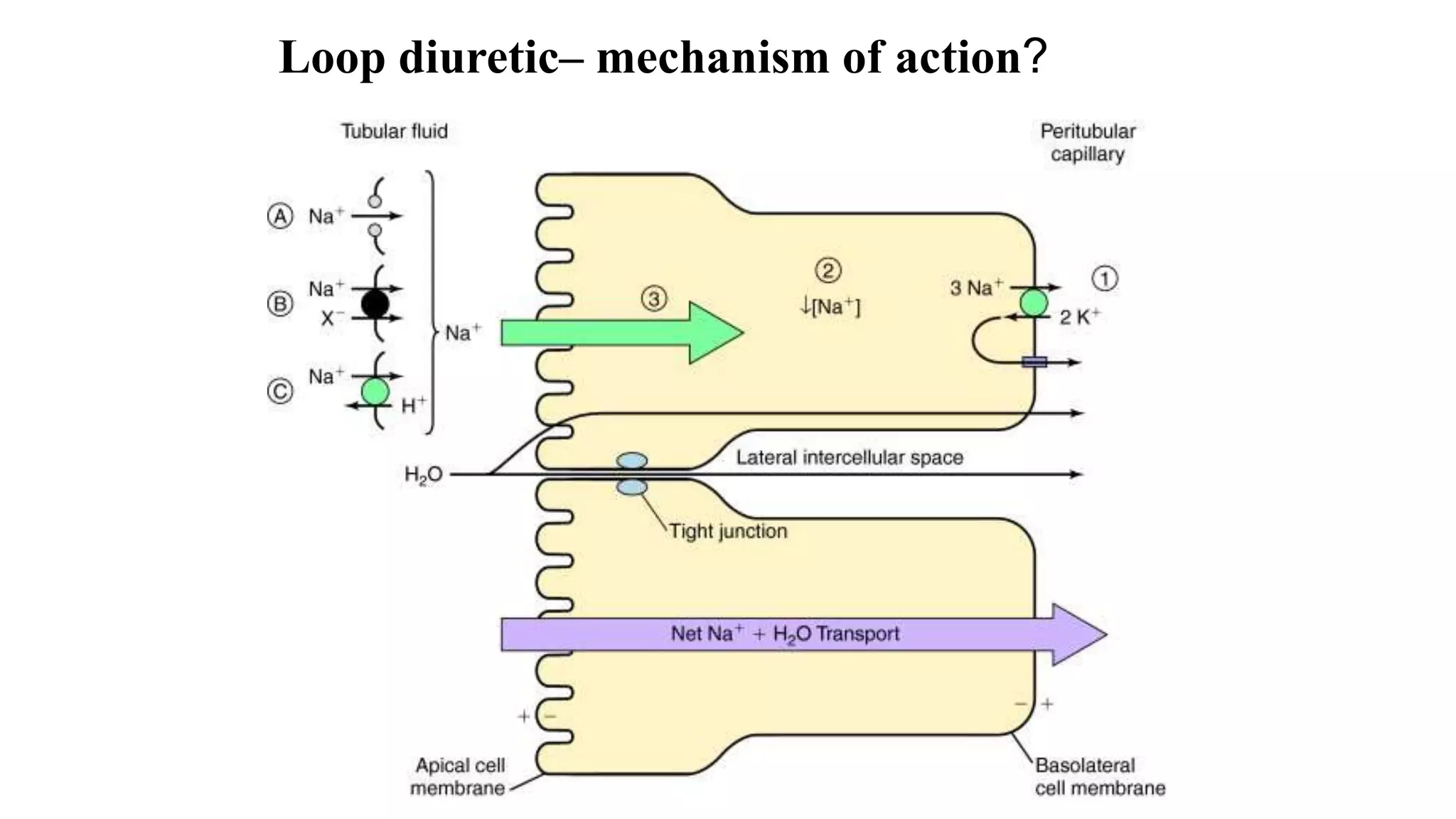 Loop diuretic– mechanism of action?
 
