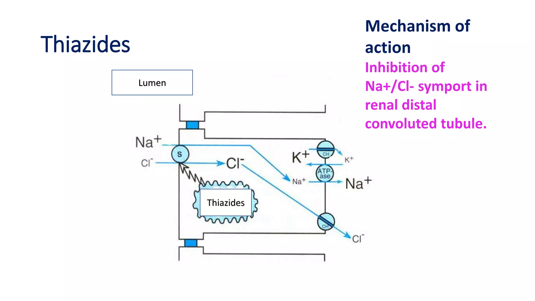 Thiazides
Lumen
Thiazides
Mechanism of
action
Inhibition of
Na+/Cl- symport in
renal distal
convoluted tubule.
 