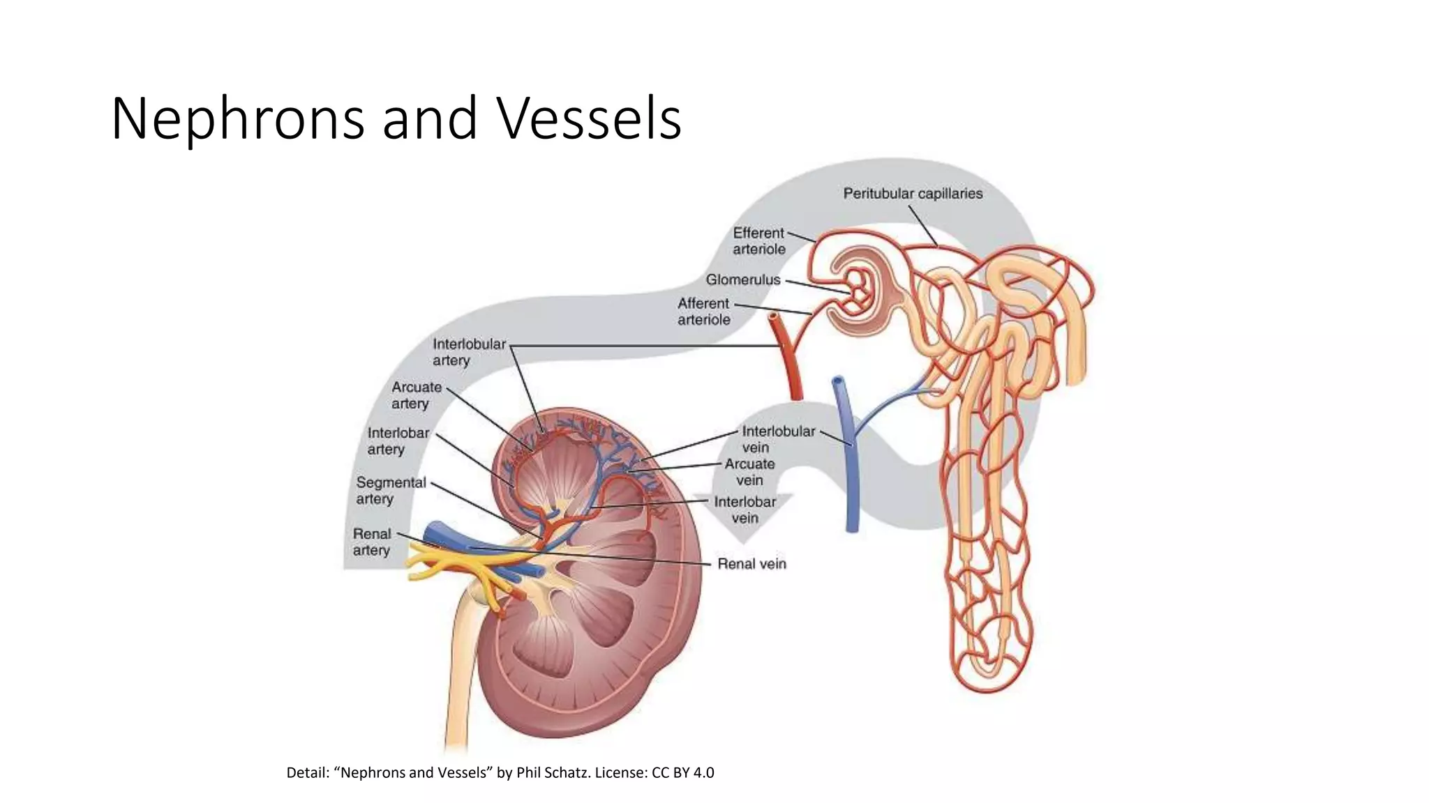 Nephrons and Vessels
Detail: “Nephrons and Vessels” by Phil Schatz. License: CC BY 4.0
 