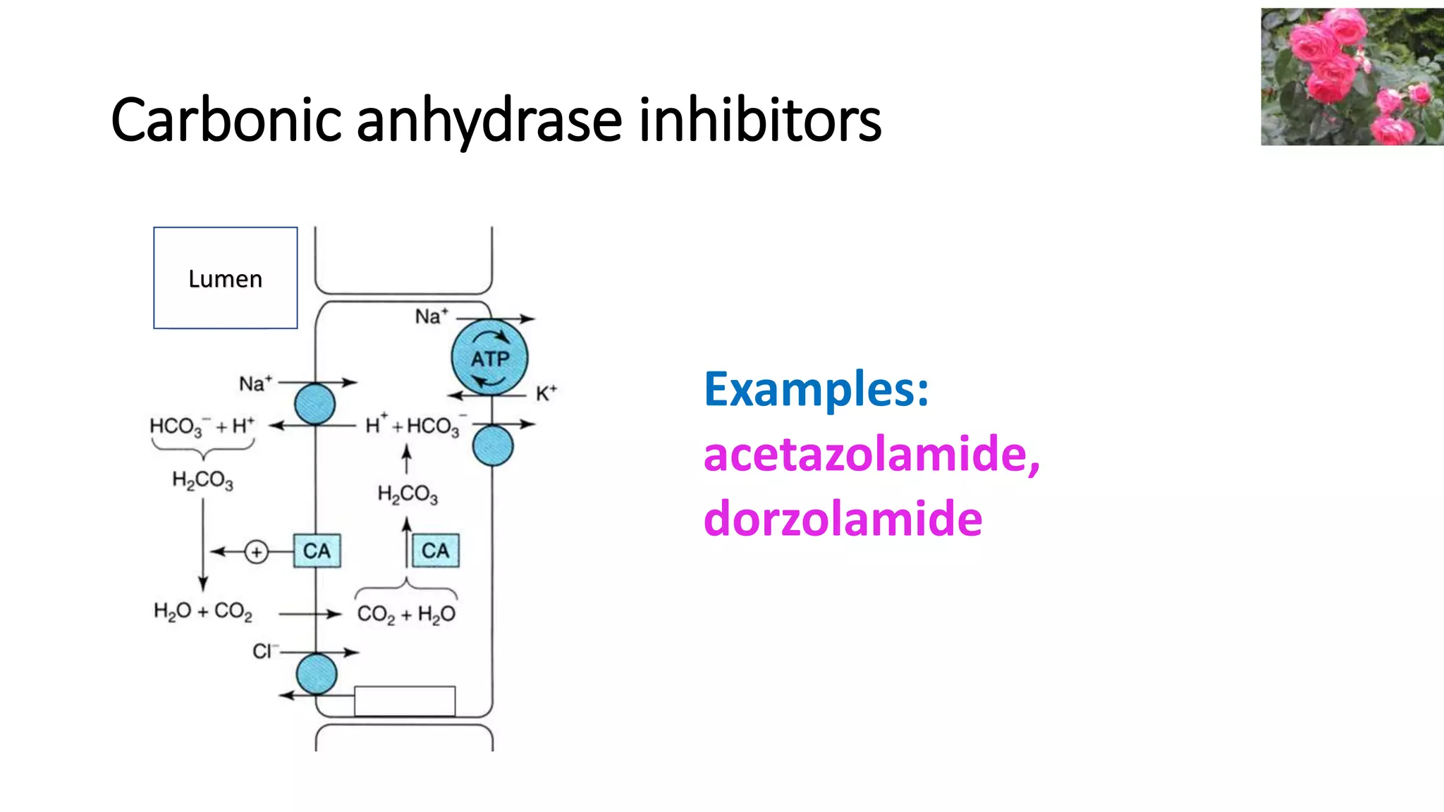 Carbonic anhydrase inhibitors
Lumen
Examples:
acetazolamide,
dorzolamide
 