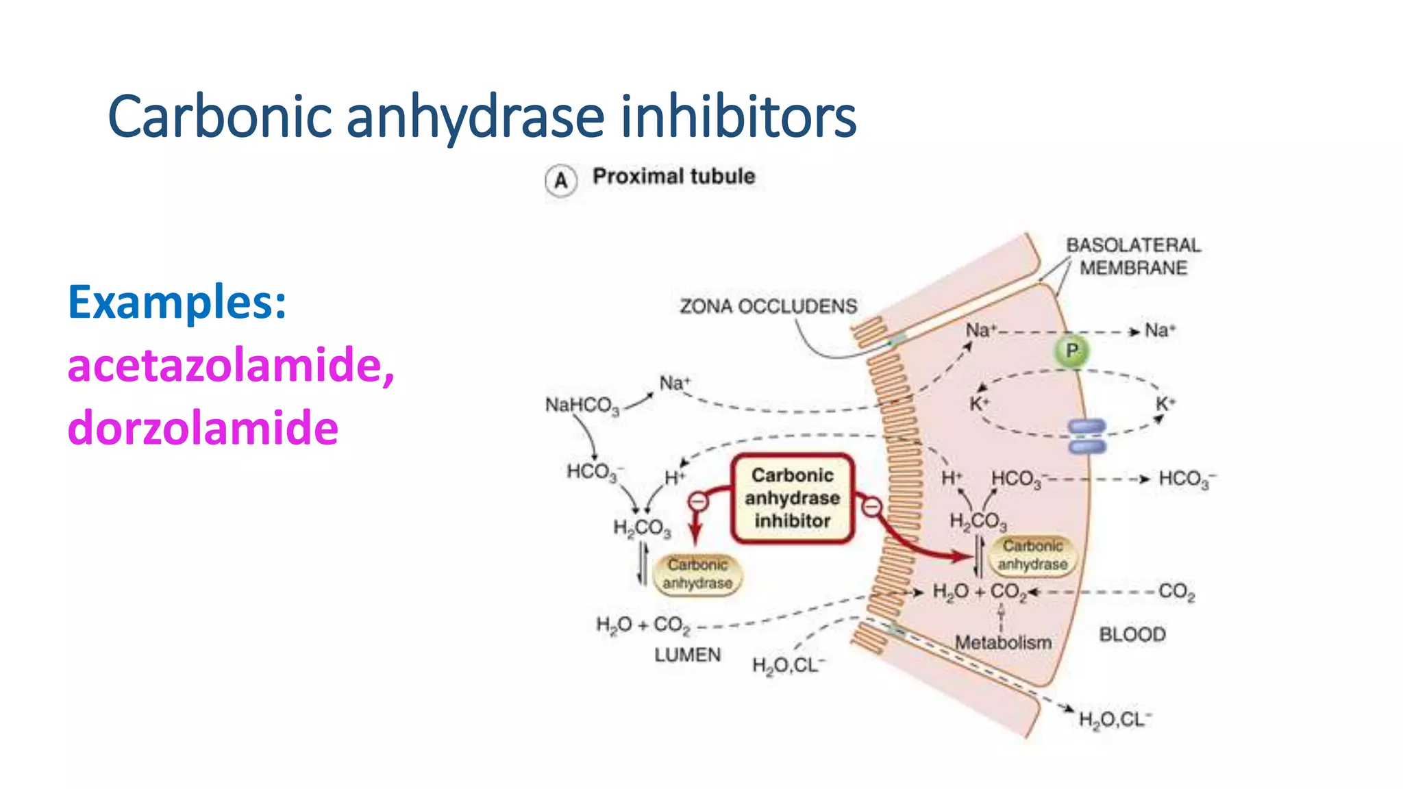 Carbonic anhydrase inhibitors
Examples:
acetazolamide,
dorzolamide
 
