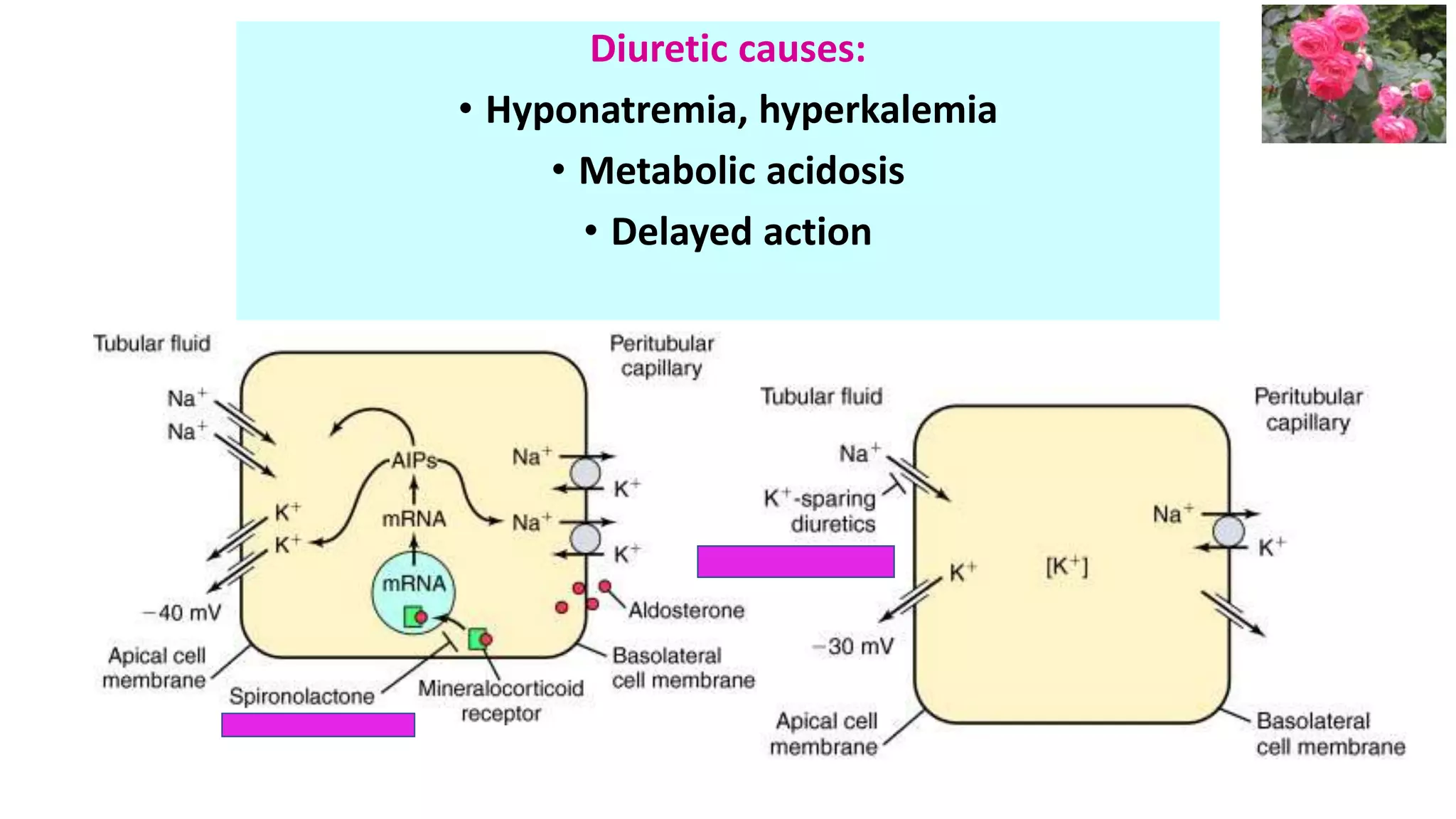 Diuretic causes:
• Hyponatremia, hyperkalemia
• Metabolic acidosis
• Delayed action
 