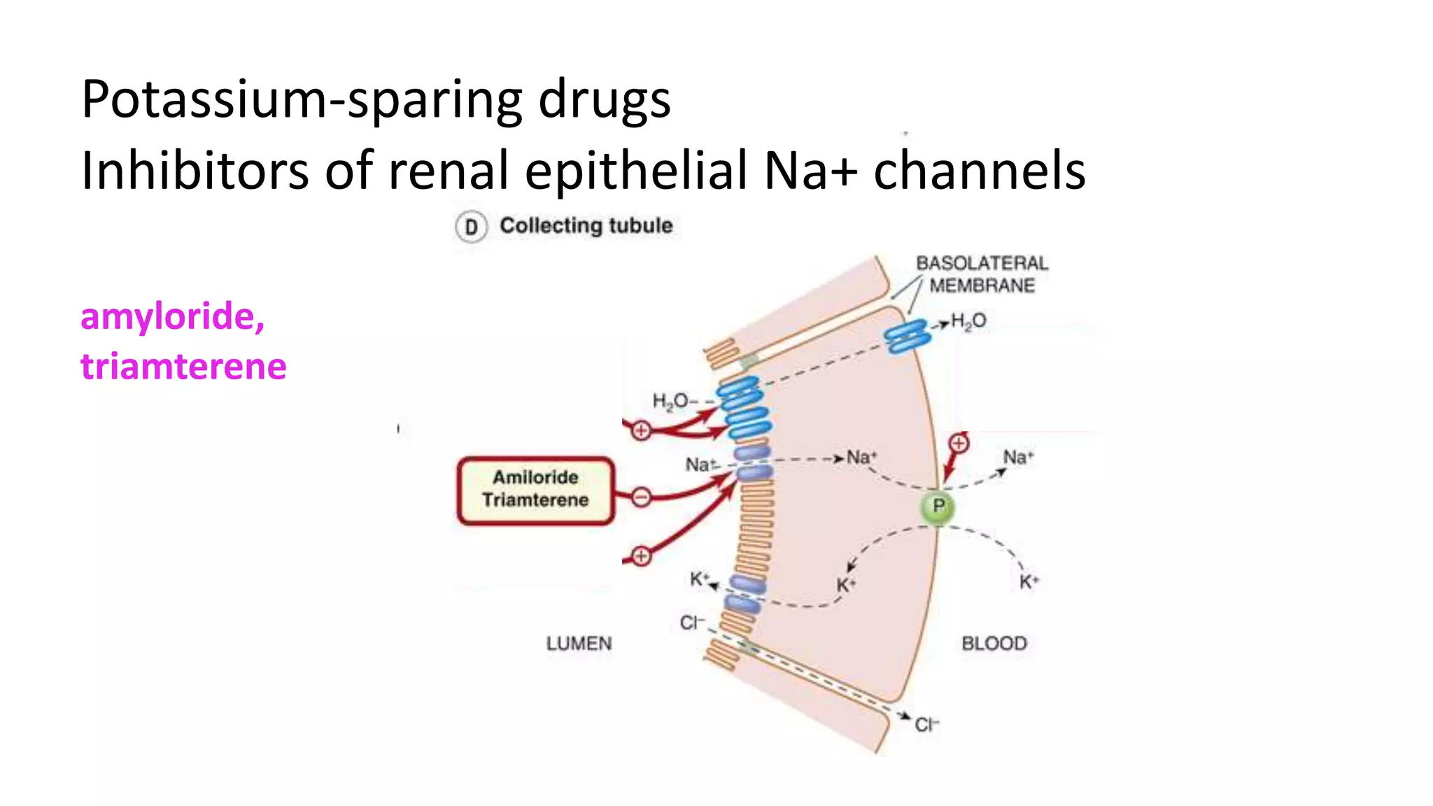 Potassium-sparing drugs
Inhibitors of renal epithelial Na+ channels
amyloride,
triamterene
 