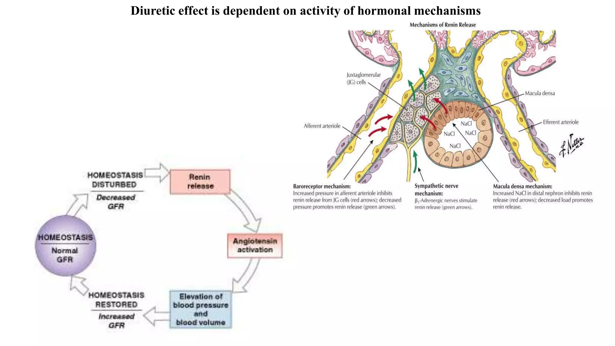 Diuretic effect is dependent on activity of hormonal mechanisms
 