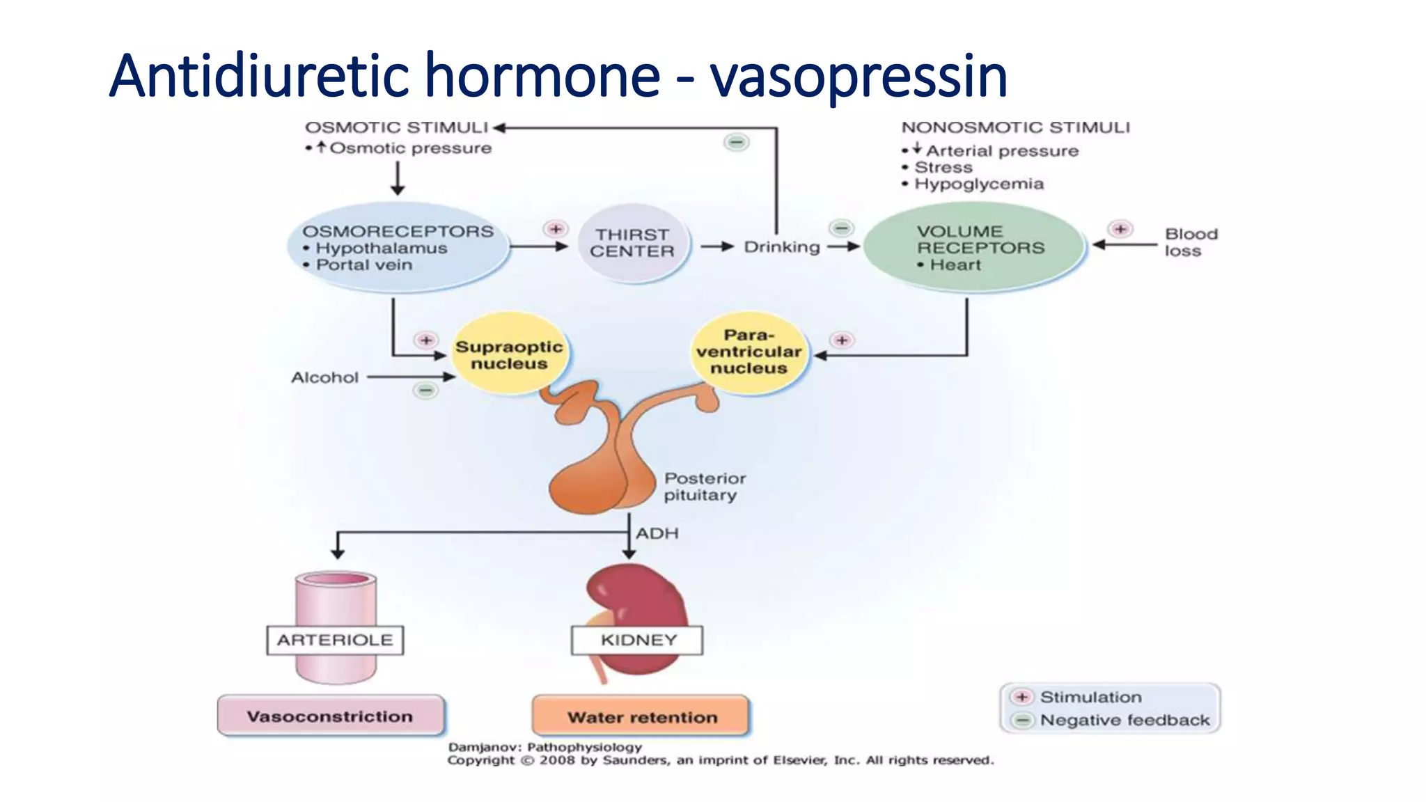 Antidiuretic hormone - vasopressin
 