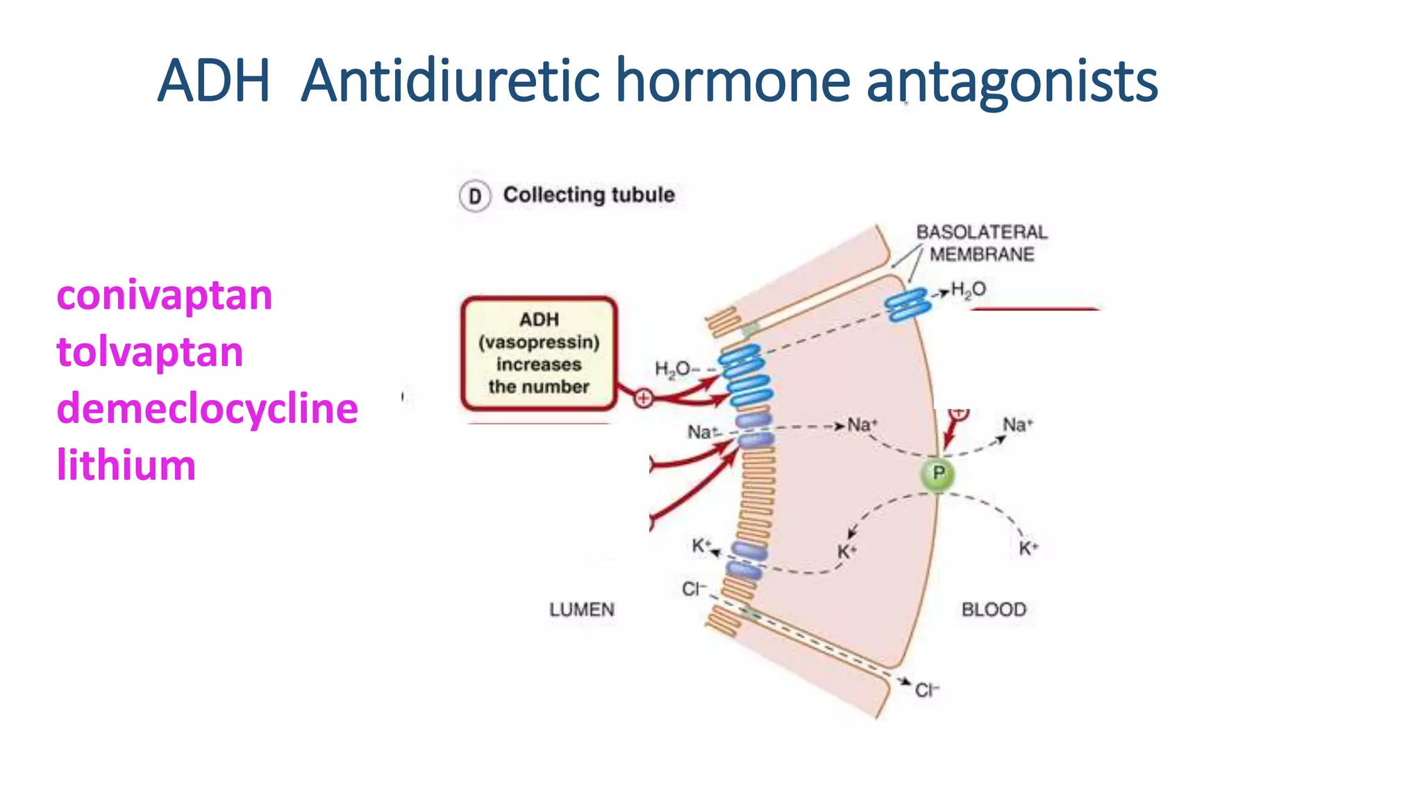 ADH Antidiuretic hormone antagonists
conivaptan
tolvaptan
demeclocycline
lithium
 