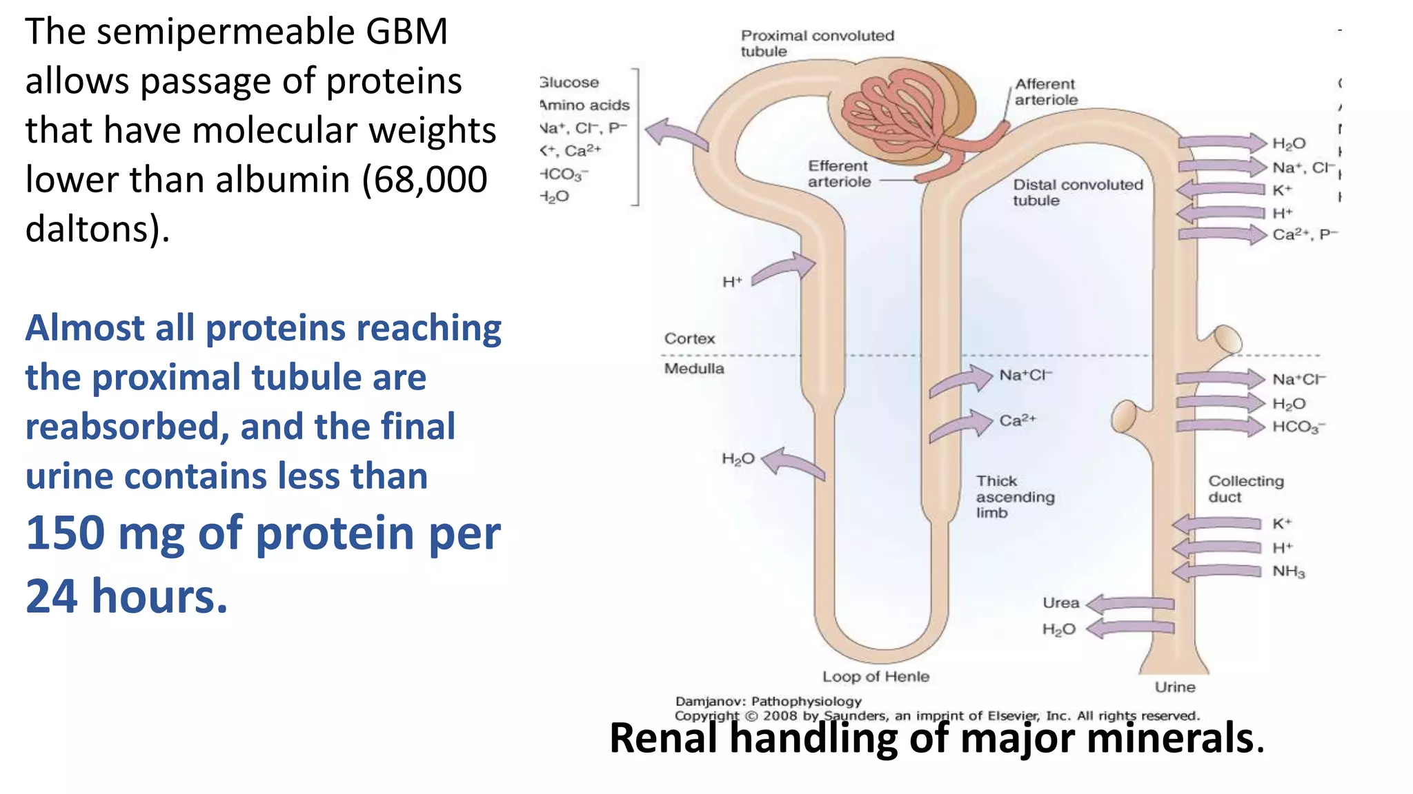 Renal handling of major minerals.
The semipermeable GBM
allows passage of proteins
that have molecular weights
lower than albumin (68,000
daltons).
Almost all proteins reaching
the proximal tubule are
reabsorbed, and the final
urine contains less than
150 mg of protein per
24 hours.
 