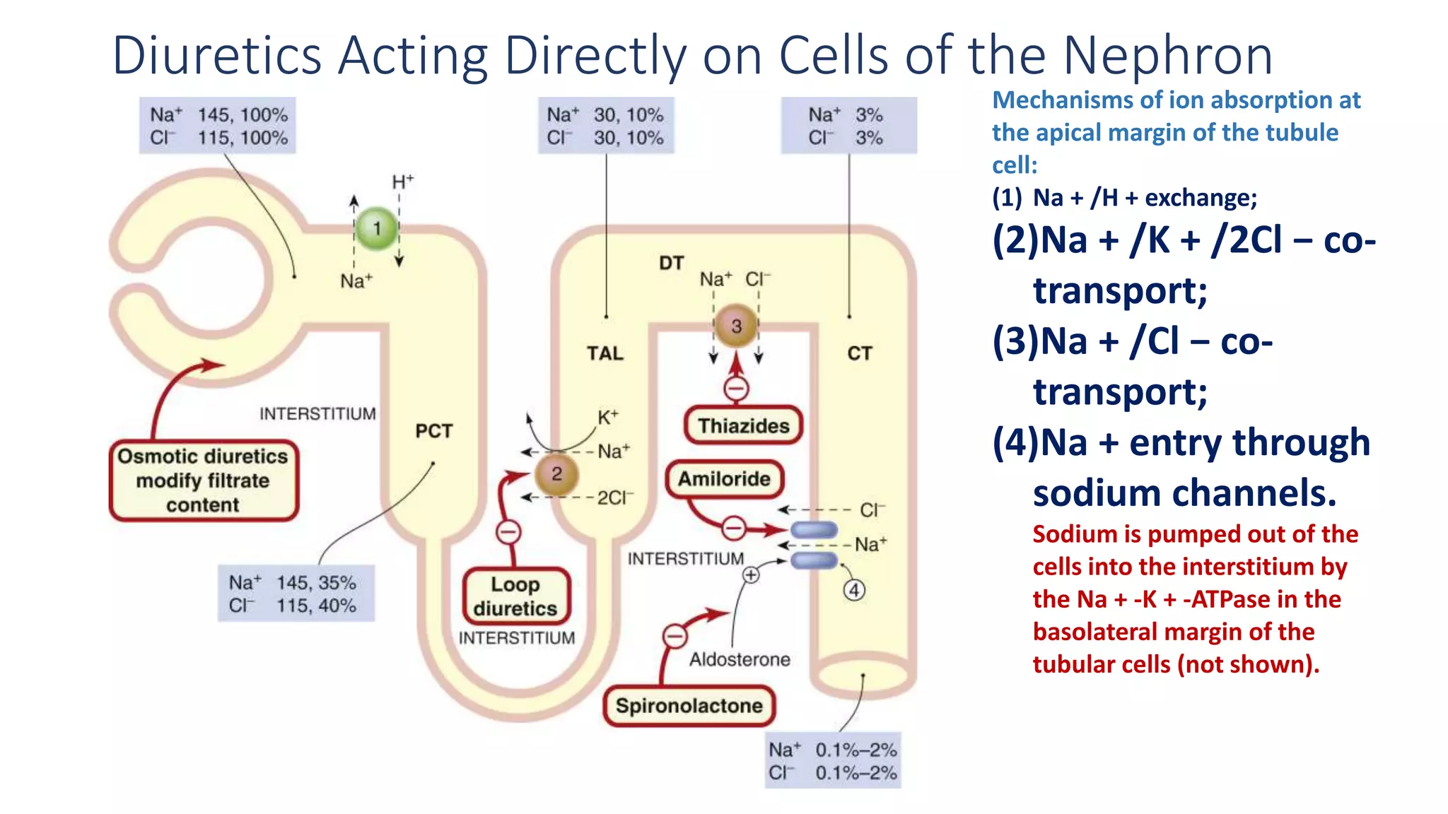 Diuretics Acting Directly on Cells of the Nephron
Mechanisms of ion absorption at
the apical margin of the tubule
cell:
(1) Na + /H + exchange;
(2)Na + /K + /2Cl − co-
transport;
(3)Na + /Cl − co-
transport;
(4)Na + entry through
sodium channels.
Sodium is pumped out of the
cells into the interstitium by
the Na + -K + -ATPase in the
basolateral margin of the
tubular cells (not shown).
 