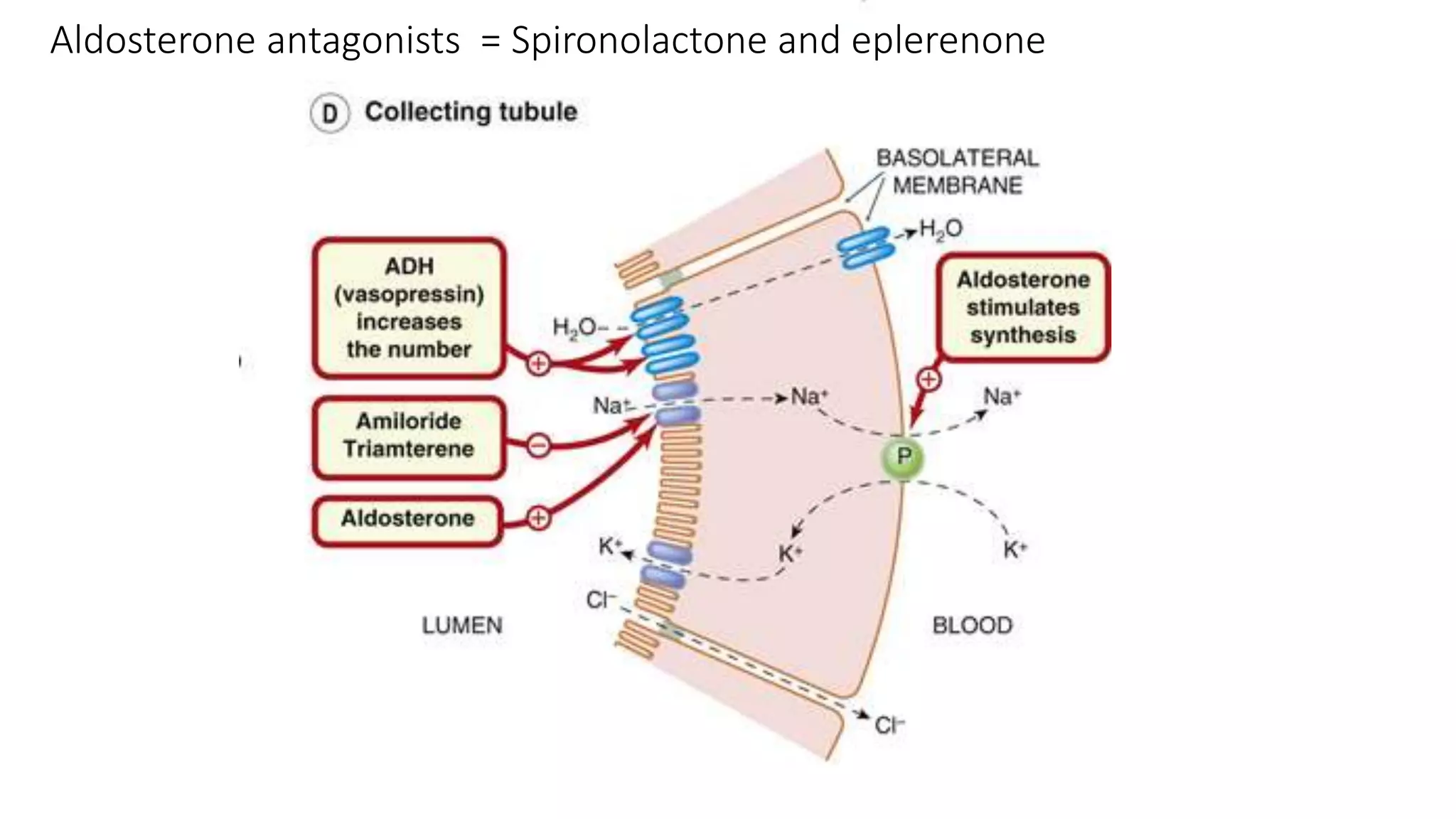 Aldosterone antagonists = Spironolactone and eplerenone
 