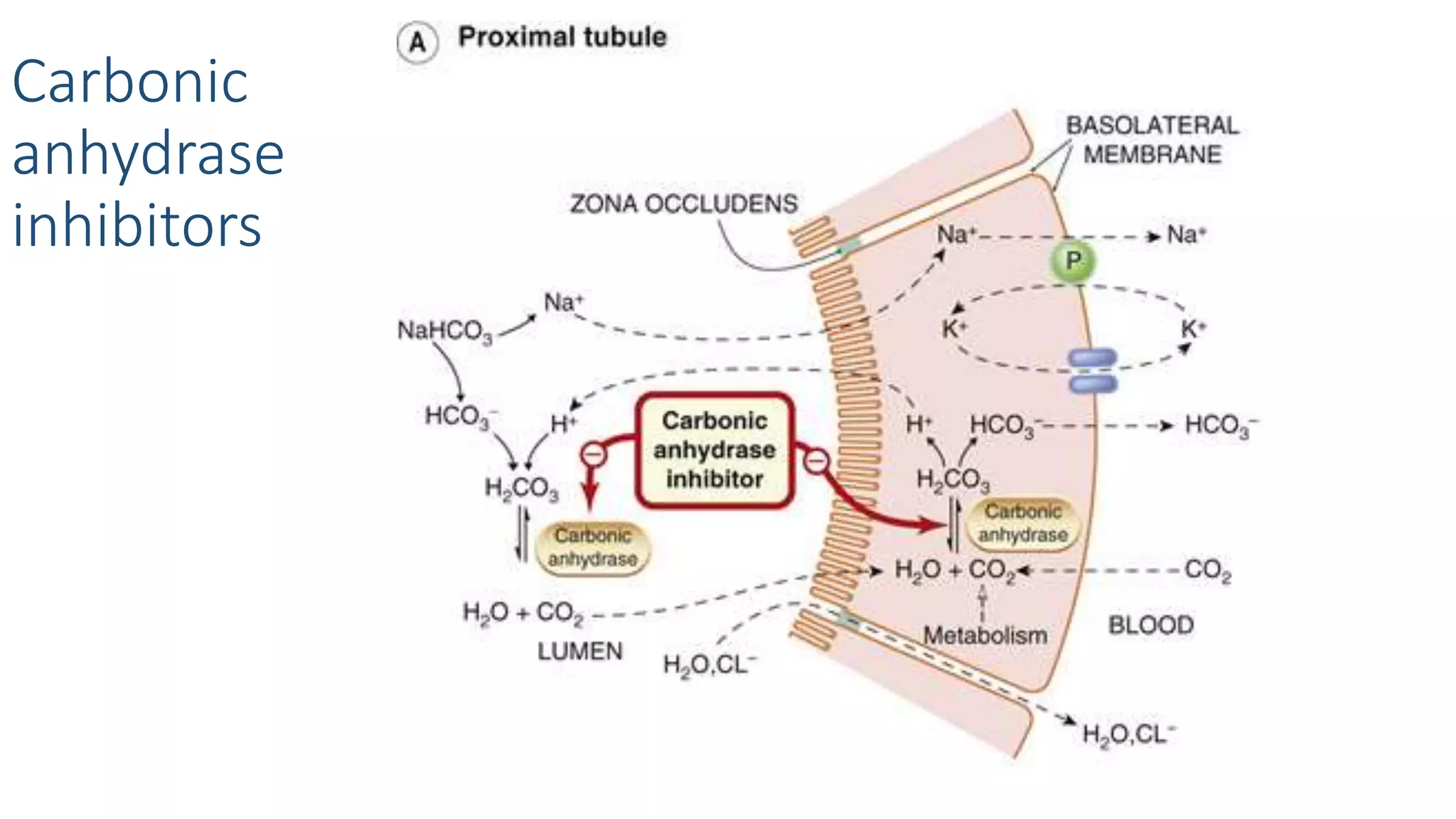 Carbonic
anhydrase
inhibitors
 