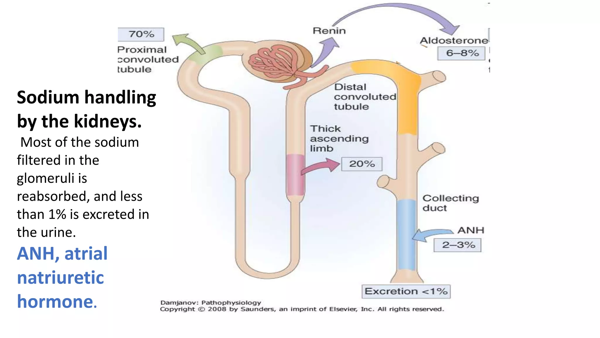 Sodium handling
by the kidneys.
Most of the sodium
filtered in the
glomeruli is
reabsorbed, and less
than 1% is excreted in
the urine.
ANH, atrial
natriuretic
hormone.
 