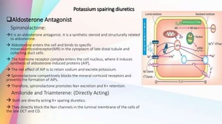 Potassium spairing diuretics
Aldosterone Antagonist
Spironolactone:
it is an aldosterone antagonist. it is a synthetic steroid and structurally related
to aldosterone.
 Aldosterone enters the cell and binds to specific
mineralcorticoidreceptor(MR) in the cytoplasm of late distal tubule and
collecting duct cells.
 The hormone receptor complex enters the cell nucleus, where it induces
synthesis of aldosterone induced proteins (AIP),
 The net effect of AIP is to retain sodium and excrete potassium.
 Spironolactone competitively blocks the mineral corticoid receptors and
prevents the formation of AlPs.
 Therefore, spironolactone promotes Na+ excretion and K+ retention.
Amiloride and Triamterene: (Directly Acting)
 Both are directly acting K+ sparing diuretics.
 They directly block the Na+ channels in the luminal membrane of the cells of
the late DCT and CD.
 