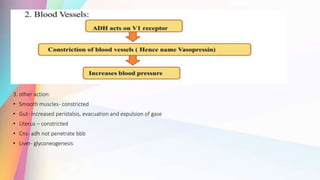 3. other action:
• Smooth muscles- constricted
• Gut- increased peristalsis, evacuation and expulsion of gase
• Uterus – constricted
• Cns- adh not penetrate bbb
• Liver- glyconeogenesis
 