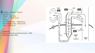 Filtrate = Plasma - Proteins
Volume of :
-Filtrate - 180 liters
-Urine - 1.5 liters (1 %)
Kidneys
-Renal Blood Flow - 1200ml/min
-Renal Plasma Flow - 650 ml/min
-GFR - 120 ml/min
-Reabsorb
Sodium, Chloride and Bicarbonates > 99%
Potassium about 85%
 