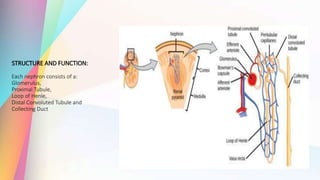 STRUCTURE AND FUNCTION:
Each nephron consists of a:
Glomerulus,
Proximal Tubule,
Loop of Henle,
Distal Convoluted Tubule and
Collecting Duct
 