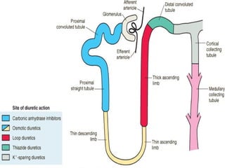 Pharmacology of diuretics with flow charts .pptx