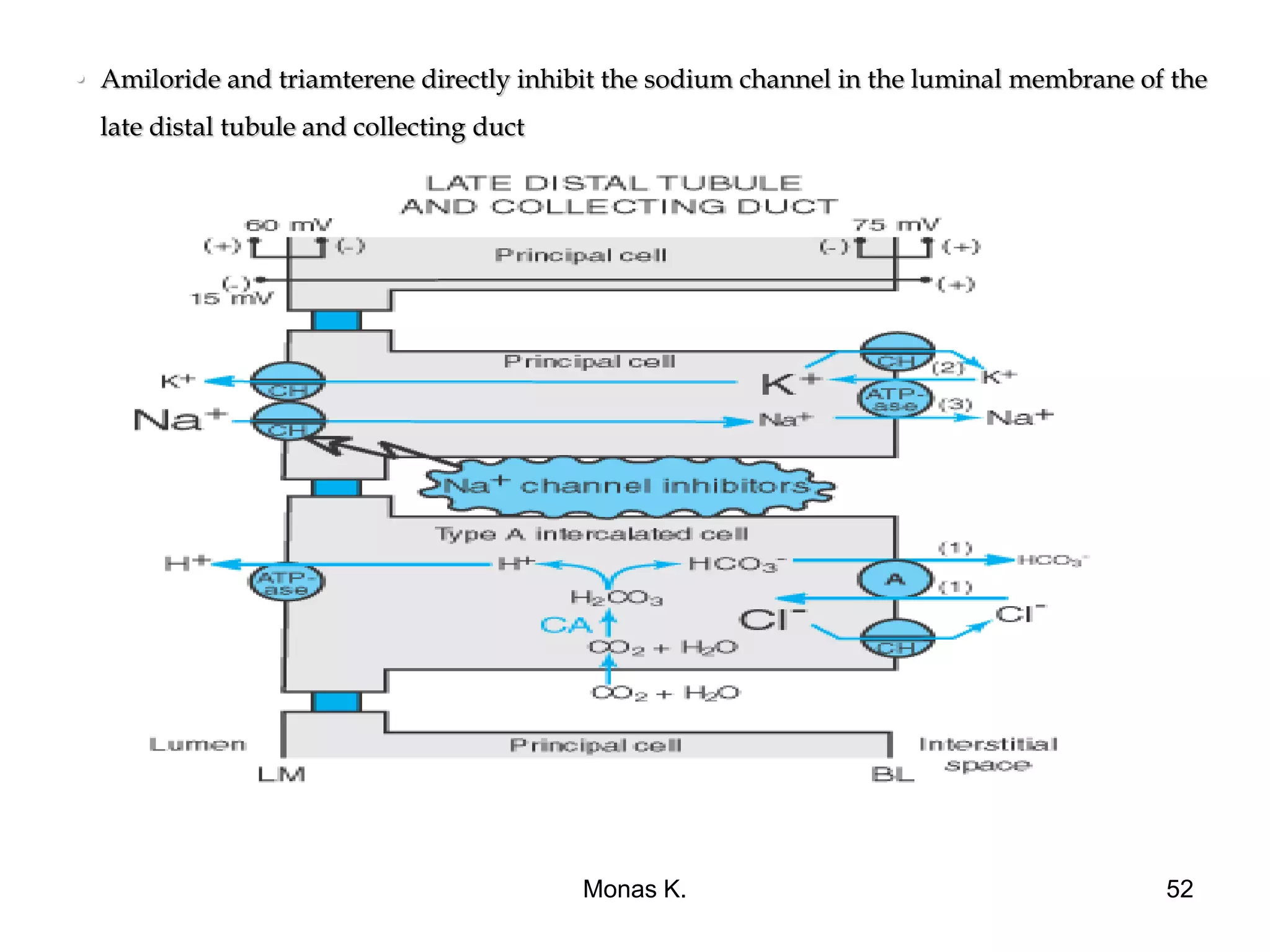 • Amiloride and triamterene directly inhibit the sodium channel in the luminal membrane of the
late distal tubule and collecting duct
Monas K. 52
 