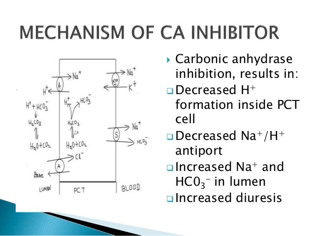formation urine CARBONIC ANHYDRASE PCT ON ACT DIURETICS INHIBITOR: