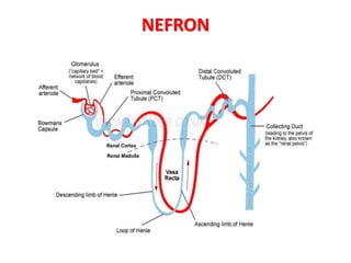 NEFRON
 