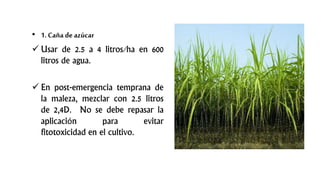 • 1. Caña de azúcar
 Usar de 2.5 a 4 litros/ha en 600
litros de agua.
 En post-emergencia temprana de
la maleza, mezclar con 2.5 litros
de 2,4D. No se debe repasar la
aplicación para evitar
fitotoxicidad en el cultivo.
 