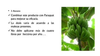 • 2. Banano
 Combinar este producto con Paraquat
para mejorar su eficacia.
 La dosis varía de acuerdo a las
malezas presentes.
 No debe aplicarse más de cuatro
litros por hectárea por año. . .
 