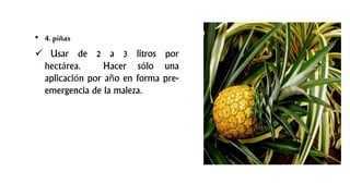 • 4. piñas
 Usar de 2 a 3 litros por
hectárea. Hacer sólo una
aplicación por año en forma pre-
emergencia de la maleza.
 
