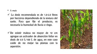 • 5. maíz
 La dosis recomendada es de 1.0-2.0 litros
por hectárea dependiendo de la textura del
suelo. Para que fije el producto, es
necesaria la humedad de lluvia o riego.
 De existir maleza no mayor de 10 cm
agregue un activador de absorción foliar en
dosis de 0.5 L/100 L de agua, en este caso
cuide de no mojar las plantas con la
aspersión.
 