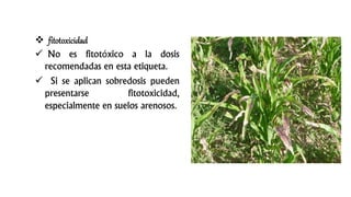  fitotoxicidad
 No es fitotóxico a la dosis
recomendadas en esta etiqueta.
 Si se aplican sobredosis pueden
presentarse fitotoxicidad,
especialmente en suelos arenosos.
 